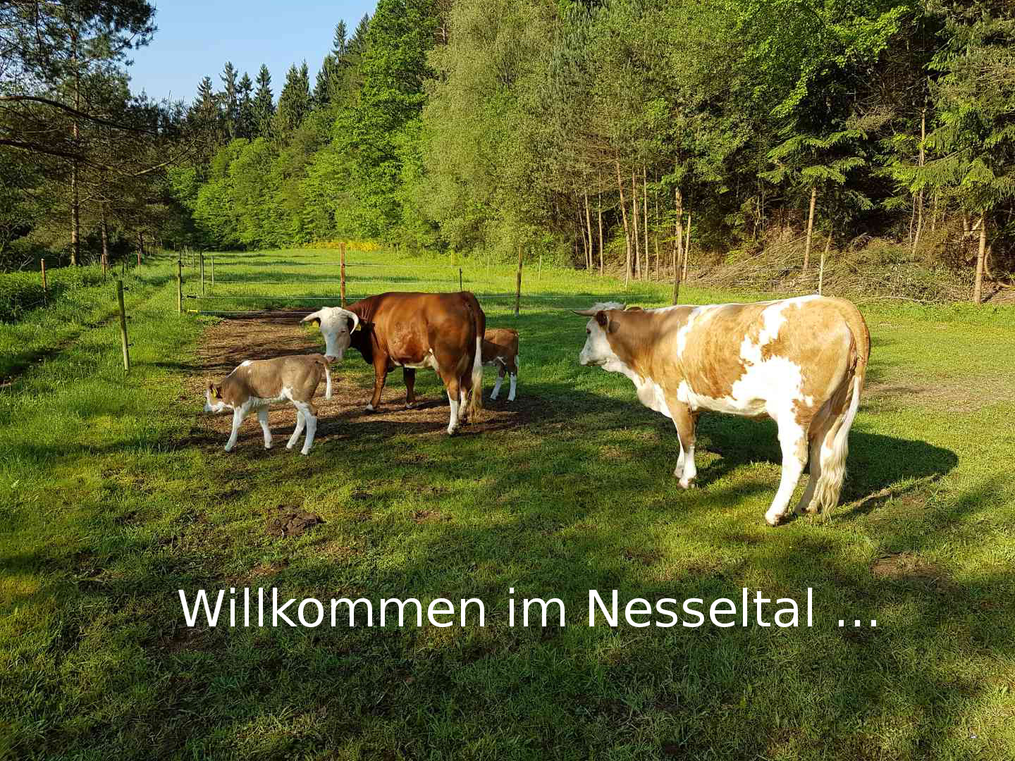 Willkommen im Nesseltal